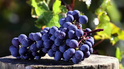 Uva do vinho cabernet sauvignon, o melhor vinho tinto do mundo.