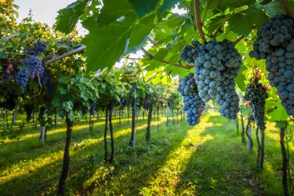 Uva do vinho cabernet sauvignon, o melhor vinho tinto do mundo.